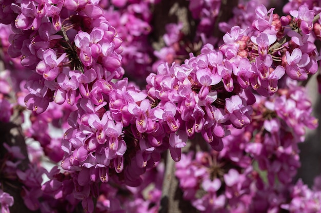 Крупный план розовых цветов на дереве Иуды Cercis siliquastrum, широко известном как дерево Иуды. Темно-розовые цветы образуются на годовалых или более старых побегах, включая ствол весной.