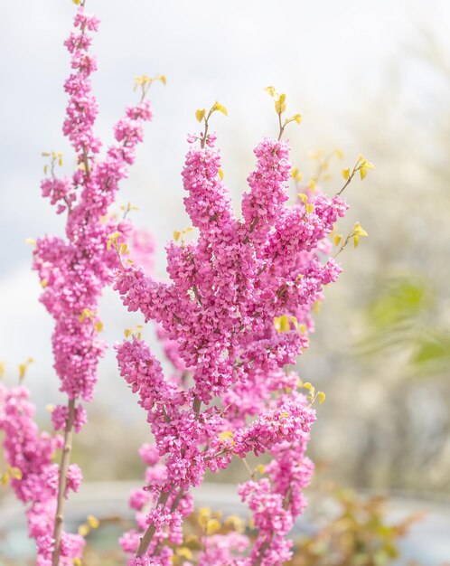 Крупный план розовых цветов на дереве Иуды Cercis siliquastrum, широко известном как дерево Иуды. Темно-розовые цветы образуются на годовалых или более старых побегах, включая ствол весной.