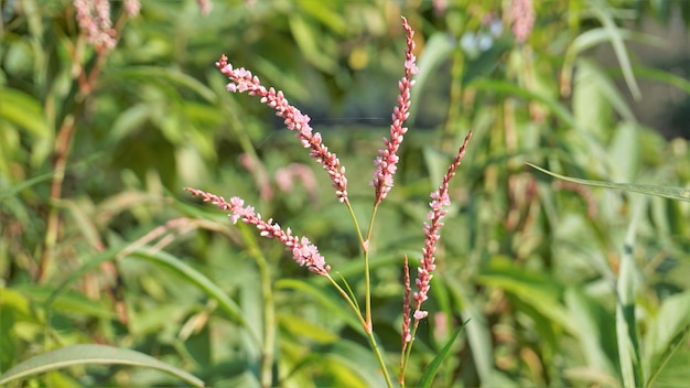 Photo closeup of pink flowers of persicaria hydropiper polygonum hydropiper also known as water pepper marshpepper knotweed arse smart or tade