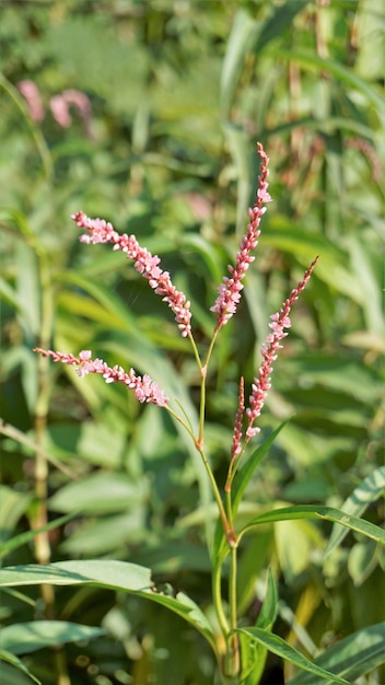 Photo closeup of pink flowers of persicaria hydropiper polygonum hydropiper also known as water pepper marshpepper knotweed arse smart or tade