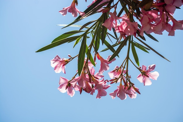 Closeup of pink flowers in a sunny day romantic and beautiful