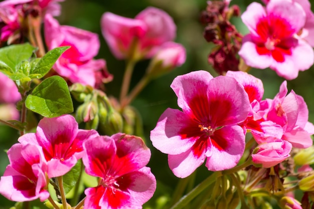 Closeup on pink geranium