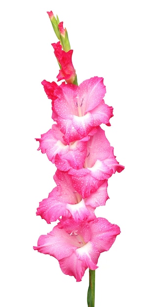 Closeup of pink gladiolus flower over white background