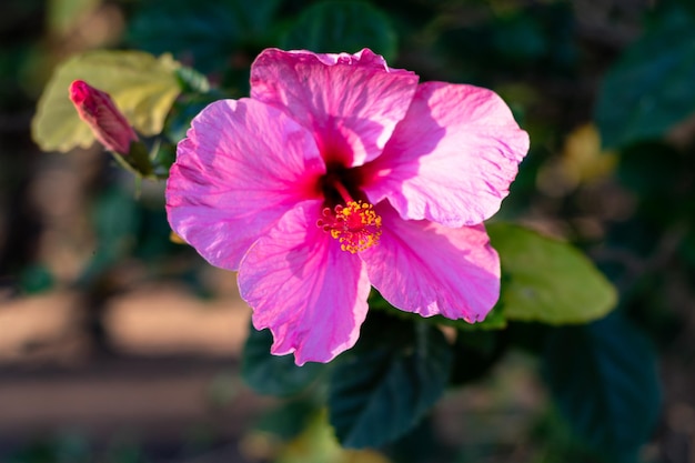 ピンクのハイビスカスの花のクローズ アップ