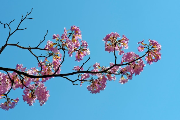 Closeup of pink lapacho tree in bloom