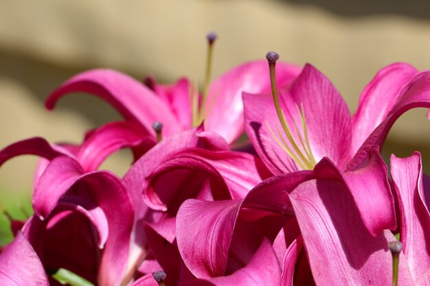 closeup of pink lilies pistils stamens petals in sunlight