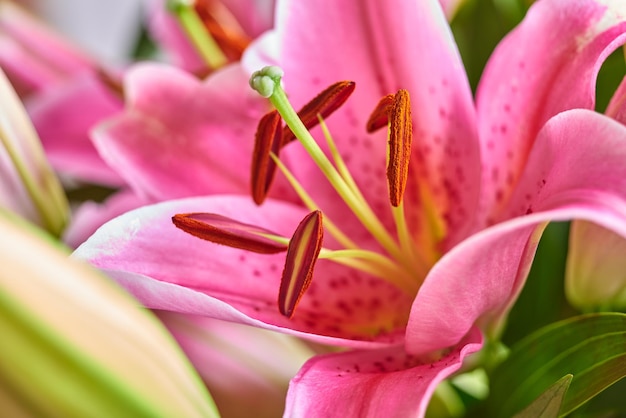 鮮やかな花の花束のピンクのユリの花のクローズアップ緑の葉と花びらと新鮮な赤いフラワーアレンジメントカラフルなつぼみと花のエレガントな贈り物見事な東洋のユリの束