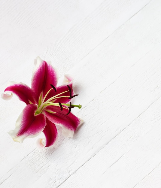 Closeup of pink lily on white wooden table