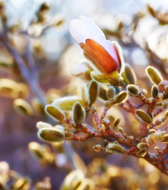 Closeup of pink Magnolia flower growing in nature with copyspace Zoom on pretty flowers with copy space and a blurry background One flower with buds that blooms into pink white or purple flowers