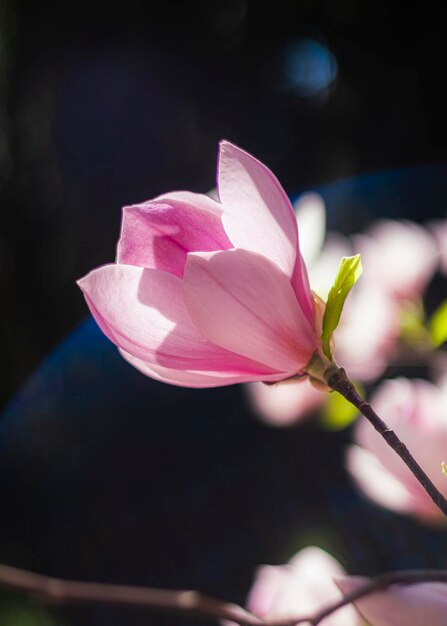 ぼんやりした濃い青い背景のピンクのマグノリアの花のクローズアップ