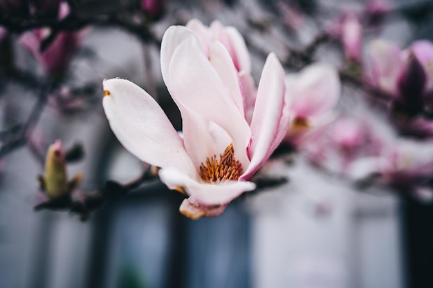 Foto primo piano di un fiore di magnolia rosa