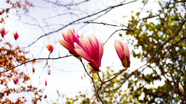 日中の木にピンクのモクレンの花のクローズ アップ