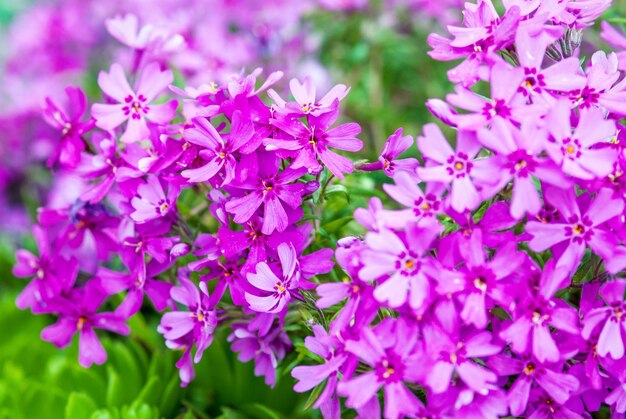 Photo closeup of pink moss phlox flowers ground pink moss pink