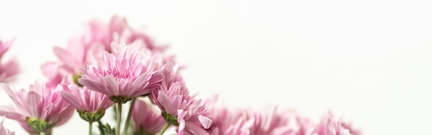 Closeup of pink Mums flower with copy space