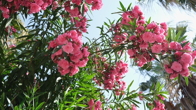 Closeup of pink oleander or nerium oleander blooming on bush