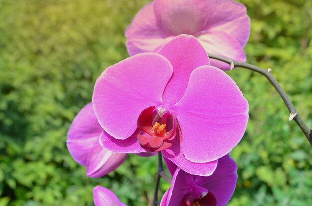 Closeup of pink orchid phalaenopsis Pink Orchids on green blurred background Pink orchid flower