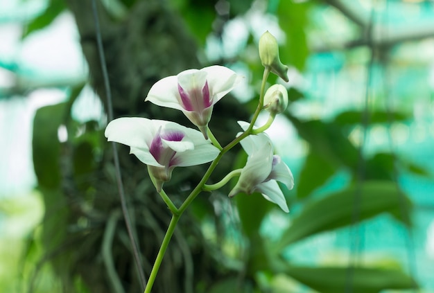 Closeup Of Pink Orchid Phalaenopsis