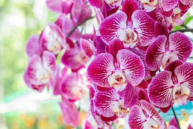 Closeup pink orchids Phalaenopsis