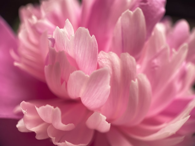 Closeup of pink peony flower petals.  Natural soft background for your designs.