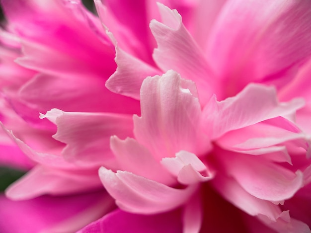 Primo piano di petali di fiori di peonia rosa. sfondo morbido naturale per i tuoi disegni.