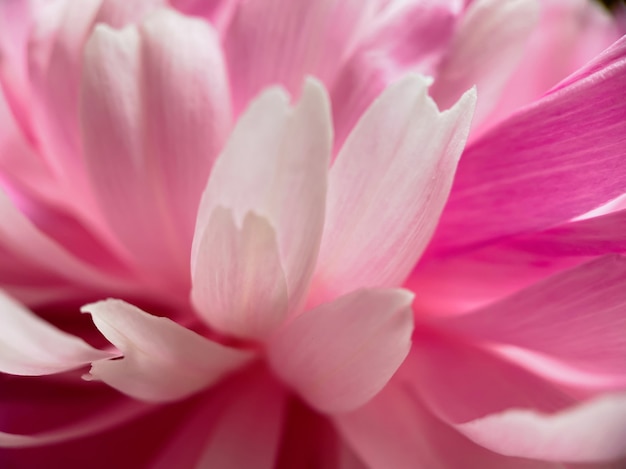 Primo piano di petali di fiori di peonia rosa. sfondo morbido naturale per i tuoi disegni.