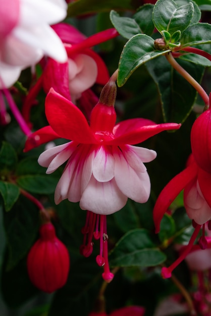 Closeup of pink and purple fuchsia flowers in the bush