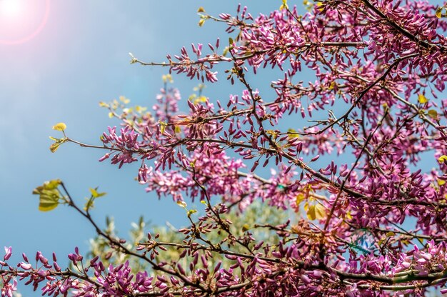 ピンクのハナズオウの花のクローズアップ