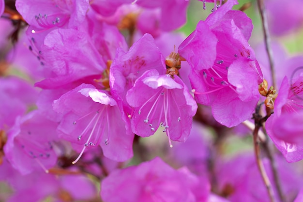 Крупным планом розовые рододендроны цветут