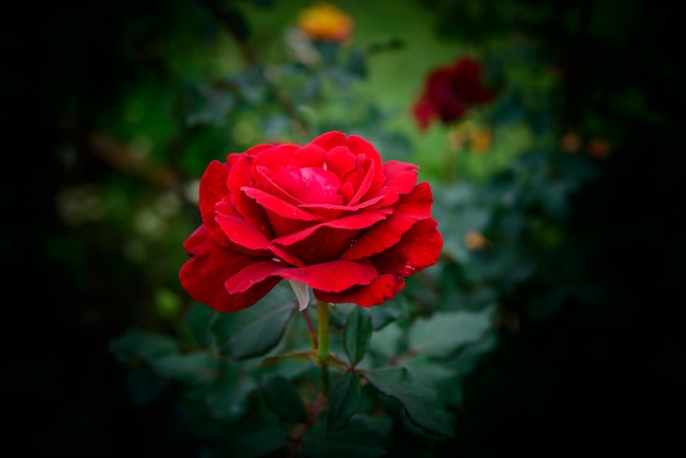 Closeup Pink rose blossom