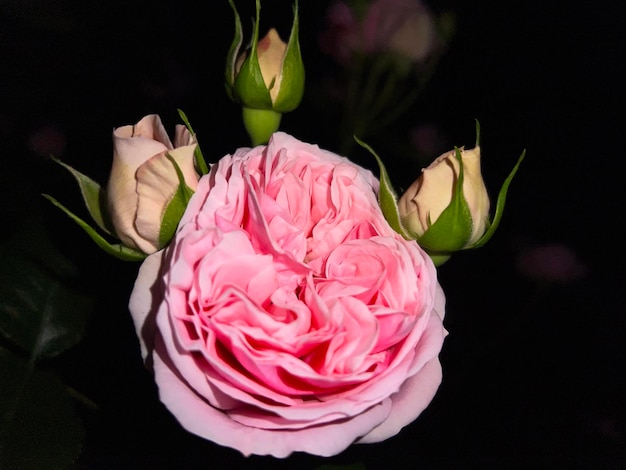 Closeup of a pink rose on a dark green background High quality photo