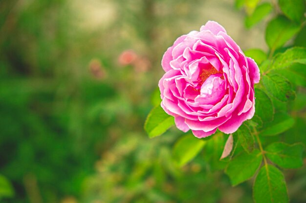Closeup of a pink rose on a dark green background