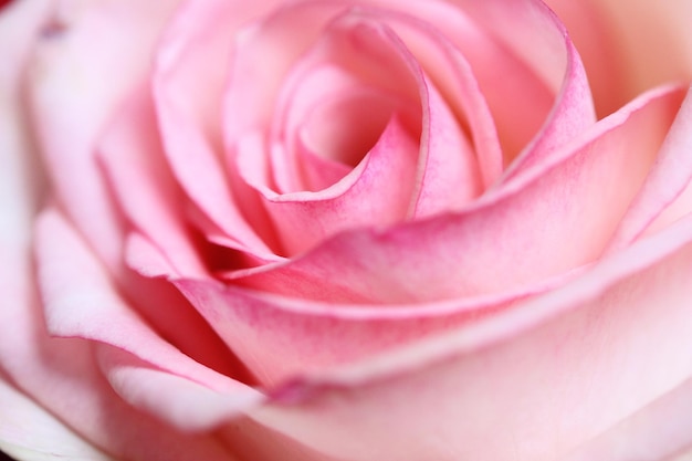 ピンクのバラの花のクローズ アップは、花びらが美しく層状ローザ