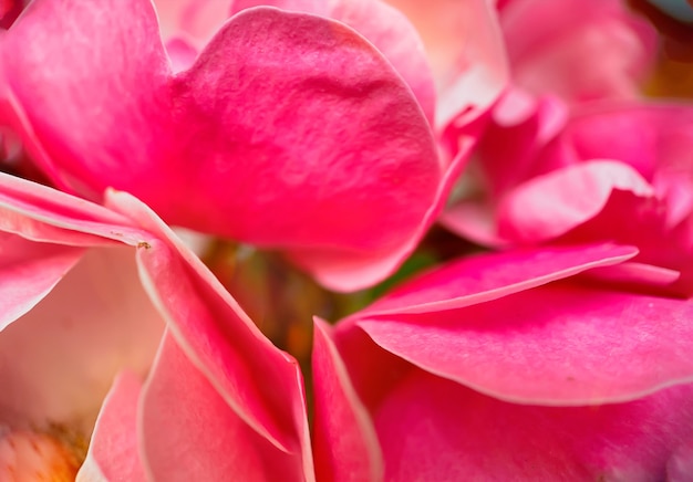 ピンクのバラの花びらのクローズアップ。あなたのデザインのための自然な柔らかい背景。