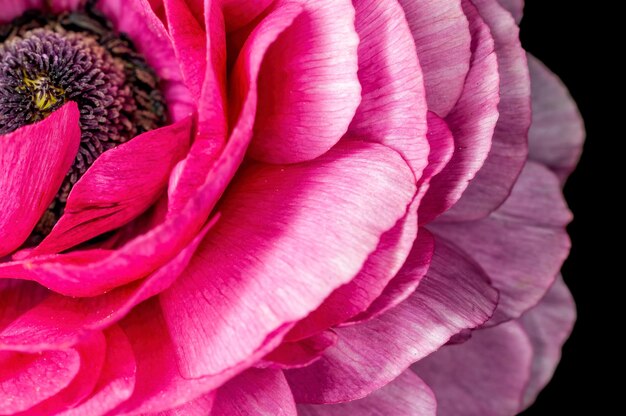 Closeup of pink rose flower