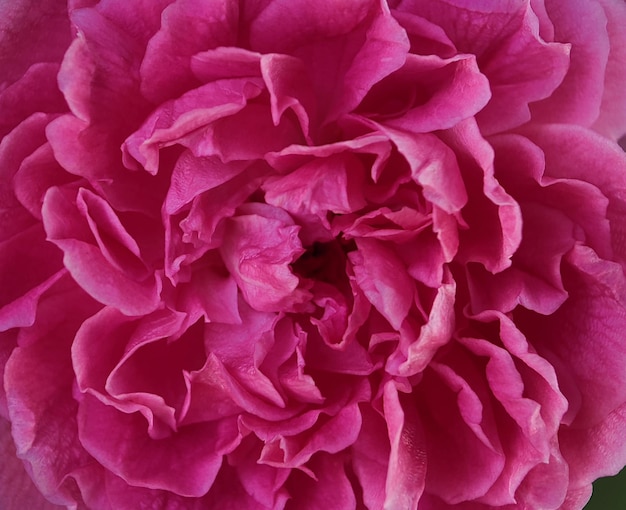 Closeup of pink rose petals