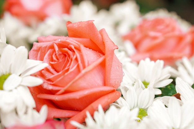 Closeup pink roses and little white flowers on blurry background