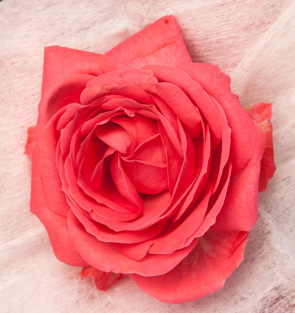 Primo piano di rose rosa morbida sfocatura bokeh texture in colori pastello per uno sfondo. fotografia frontale in alto di una bellissima rosa fucsia naturale rosa calda.