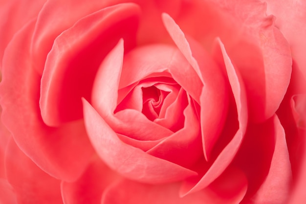 Closeup of pink roses soft blur bokeh texture in pastel colors for a background. Front top photography of a beautiful natural hot pink fuchsia rose.