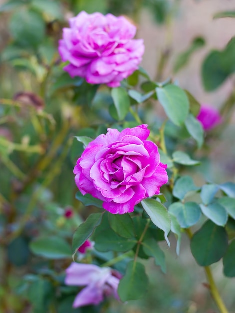 Closeup of pink roses with defocused background