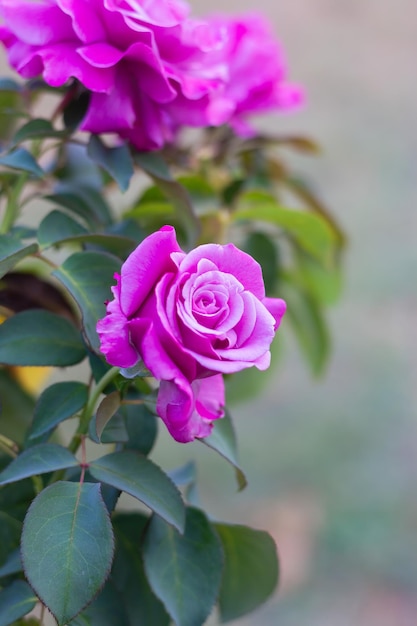 Крупный план розовых роз с расфокусированным фоном