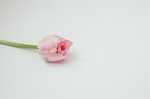 Closeup of pink single flower on white background, with copyspace