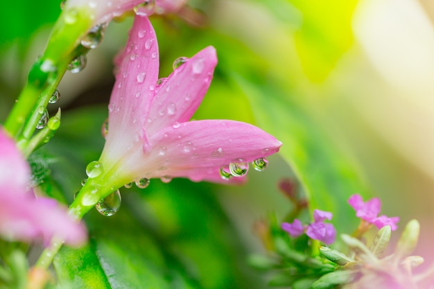 Closeup pink wet drop beautiful Zephyranthes grandiflora flower