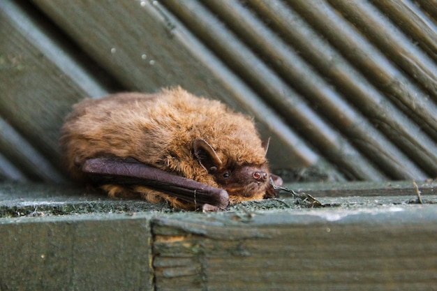 Closeup of a Pipistrelle Bat