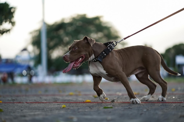 Closeup Pitbull dog from the side is happy