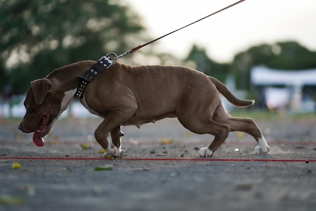 写真 横からのクローズアップピットブル犬は幸せです