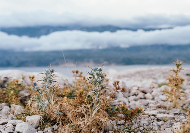 Photo closeup of plant in arid climate