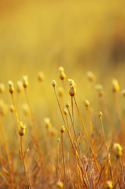 Closeup plant on the field