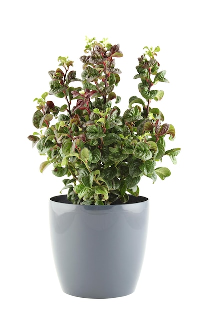 Closeup of the plant in a pot Isolated on white background