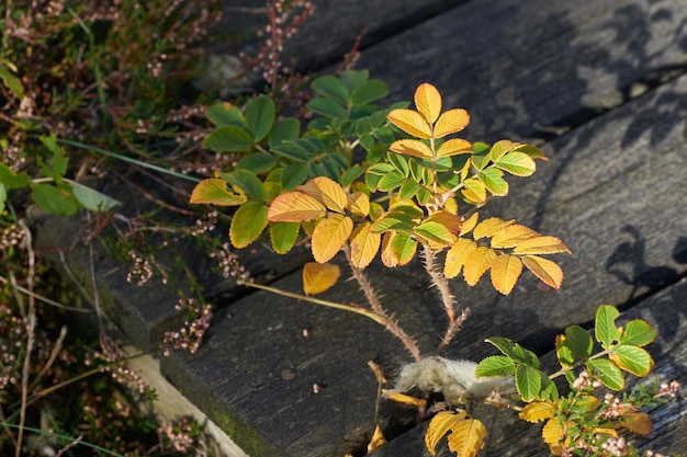 Closeup of a plant with autumn colors on a terrace Beautiful green and golden or yellow leaves growing outdoors under bright sunlight Thorny plants and branches on the ground during fall season