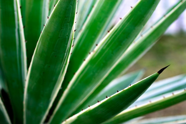 Closeup of plant with green spiky, prickly leaves